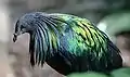 An adult at the Milwaukee County Zoological Gardens with iridescent scapulars