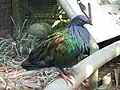 Nicobar pigeon