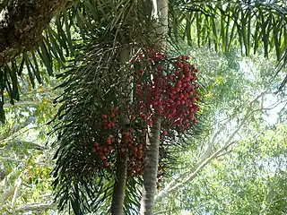 Fruiting in Cairns Botanic Gardens, September 2022