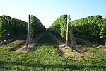 Vineyards