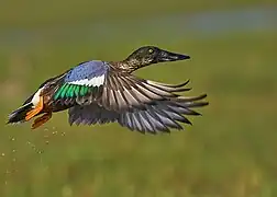 In flight Northern shoveler Male in Chilika Lake.