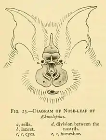 A simple outline of the face of a horseshoe bat, facing forward. A large, leaf-like structure is at the center of its face. The pointed tip arising between the eyes is labeled as the lancet; the u-shaped bottom of the nose-leaf is labeled as the horseshoe; the knob projecting outwards from the center of the nose-leaf is the sella