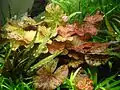 Nymphaea lotus showing variegations on leaves