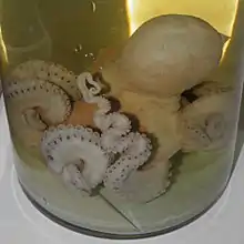 A specimen of Octopus conispadiceus preserved in a glass jar.