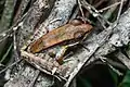 Odorrana aureola (brown morph) - Phu Kradueng National Park