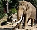 Asian elephant