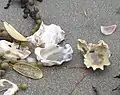 Oyster shells on Omana beach.