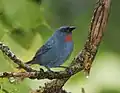 Male at Negril