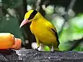 Black-naped oriole