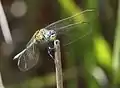 Immature male