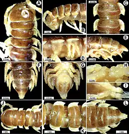 Anatomy of male (A-I) and female (J-L)