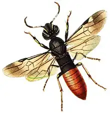 Parasitic wood wasp