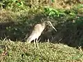 Cattle egret