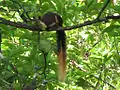 Indian giant squirrel