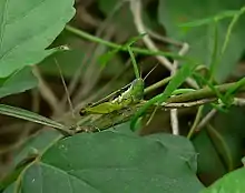 Oxya hyla female, Benin