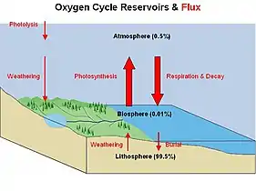 Diagram of the oxygen cycle