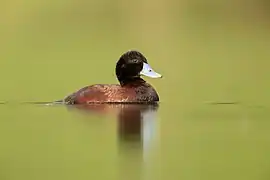 A blue-billed duck (oxyura australis) floating in water.