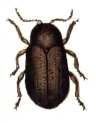 Pachnephorus pilosus