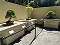 Pacific Bonsai Museum