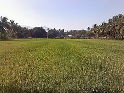 Paddy field in Karipatti Villageநெல் வயல்