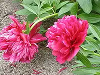 Double-flowered peony