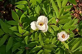 Paeonia ostii