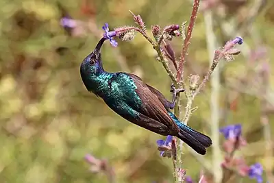 Palestine sunbird feeding