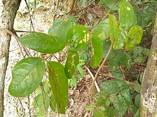 Leaves