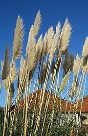 Pampas grass