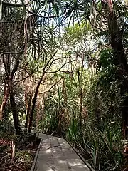 Growing in swampland near the Cairns Botanic Gardens. March 2023