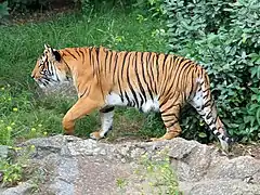 Indochinese tiger