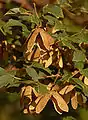 Foliage and seeds