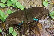 P. p. nakaharai — dorsal view