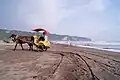 Horse carriage, as the identity of Parangtritis Beach.