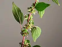 Parietaria judaica flowers