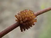 Paropsis atomaria eggs