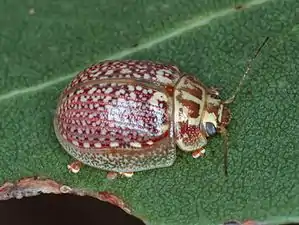 Paropsisterna decolorata