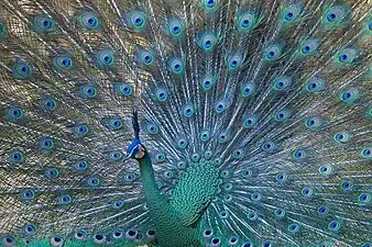 The endangered green peafowl. Its preferred habitat is dry deciduous forest close to water and away from human disturbance.