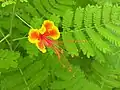 orange red variant flower