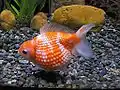 Orange and white fancy Pearlscale goldfish