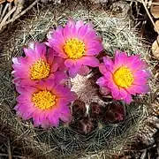 Magenta flower form