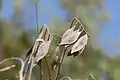 Seed pods