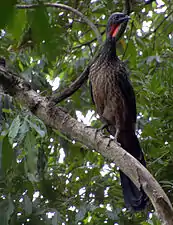 Dusky-legged guan