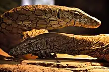 Pair of juvenile perenties in Perth Zoo