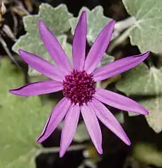 Flower head