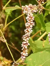 Inflorescence