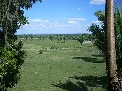 View across a flat grassy plain dotted with palm trees