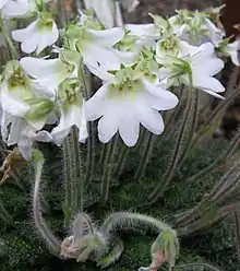 Petrocosmea rosettifolia