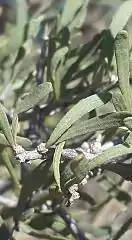 Foliage in fascicles