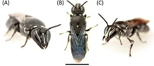 Pharohylaeus lactiferus.jpg